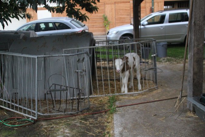 Agrarexkursion "Milchviehzuchtbetrieb Kopper"